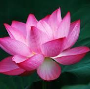 Lotus Energy Drinks