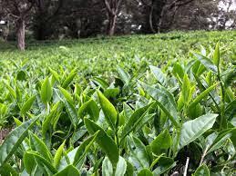 Two Leaves and Bud Tea